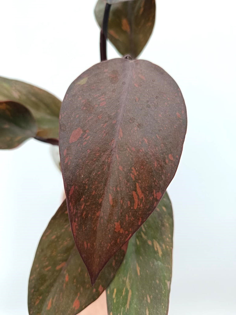 Philodendron orange princess variegata