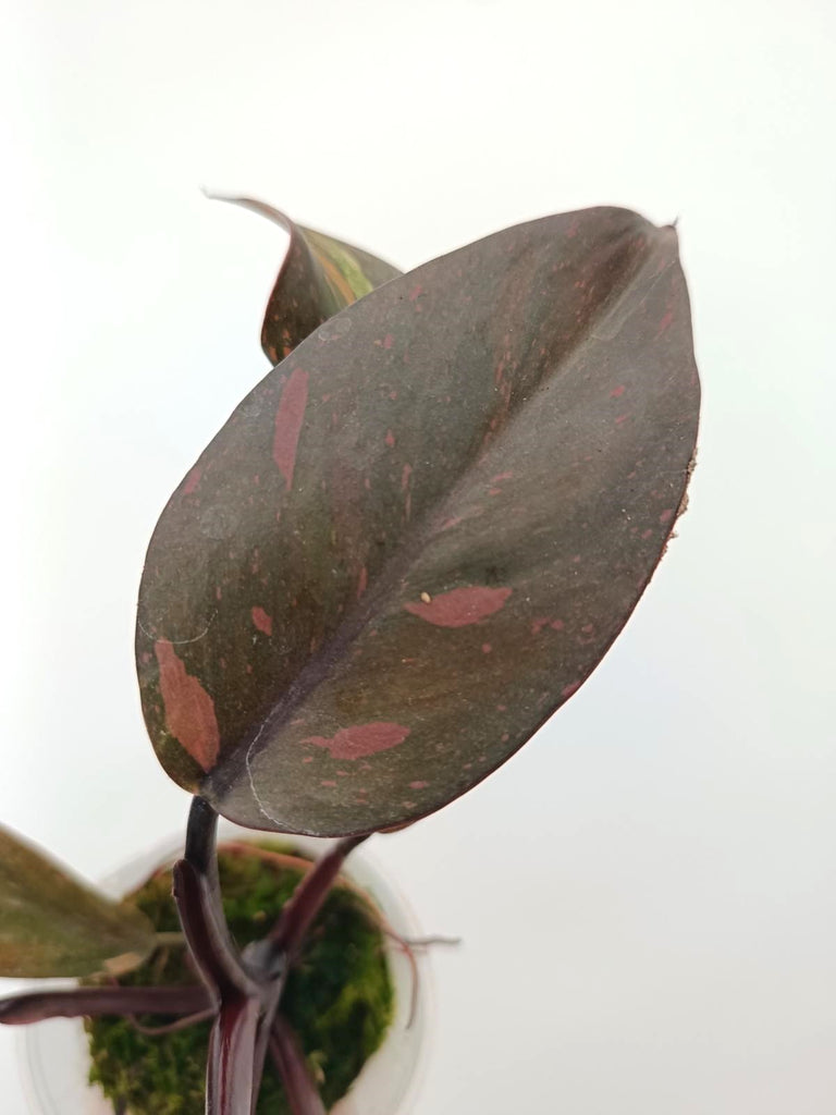 Philodendron orange princess variegata