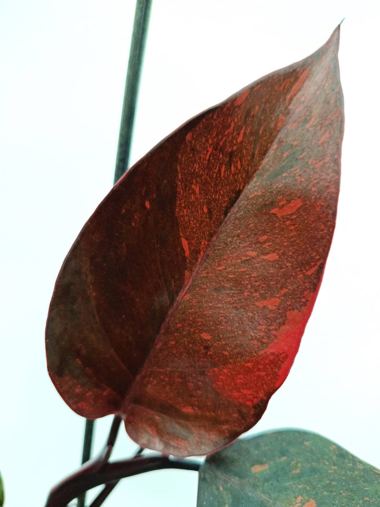 Philodendron orange princess variegata