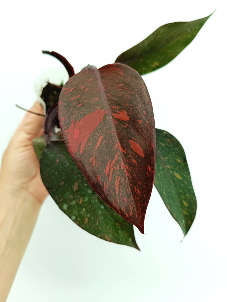 Philodendron orange princess variegata