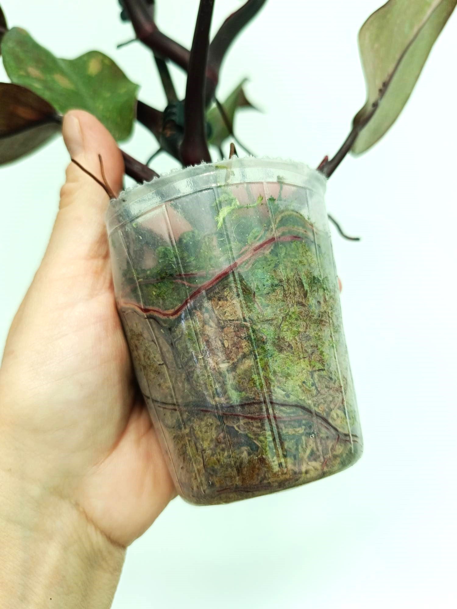 philodendron green princess variegata Philodendron orange princess variegata