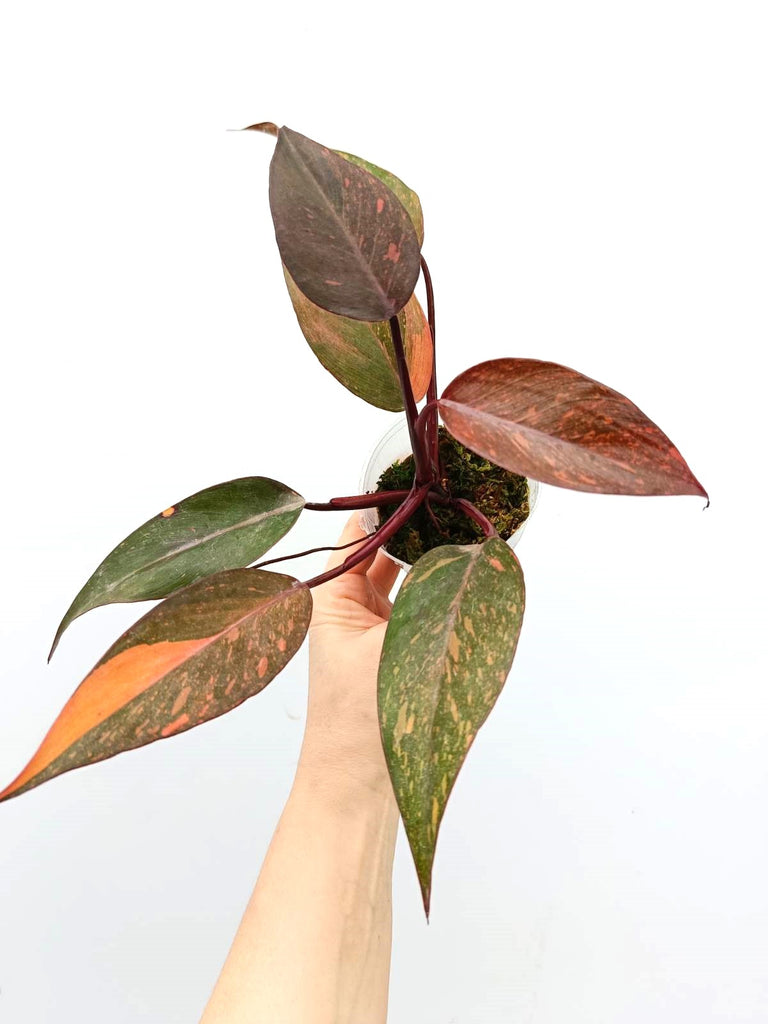 Philodendron orange princess variegata