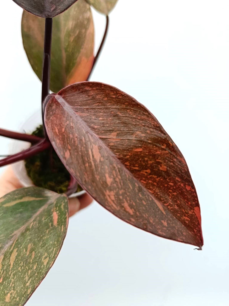 Philodendron orange princess variegata