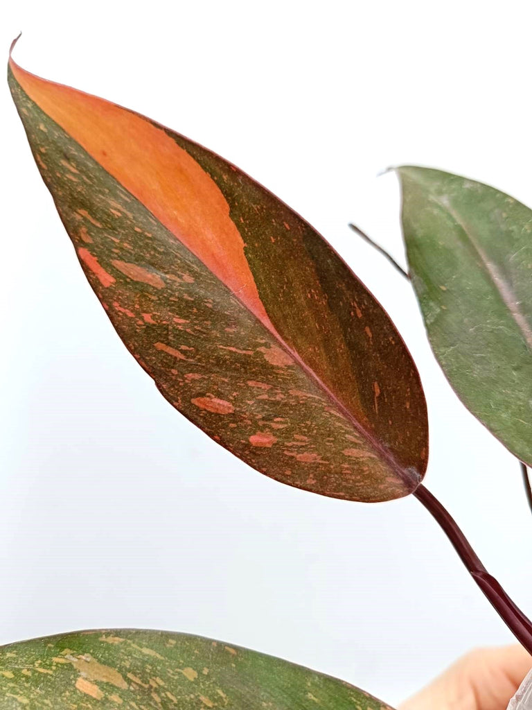 Philodendron orange princess variegata