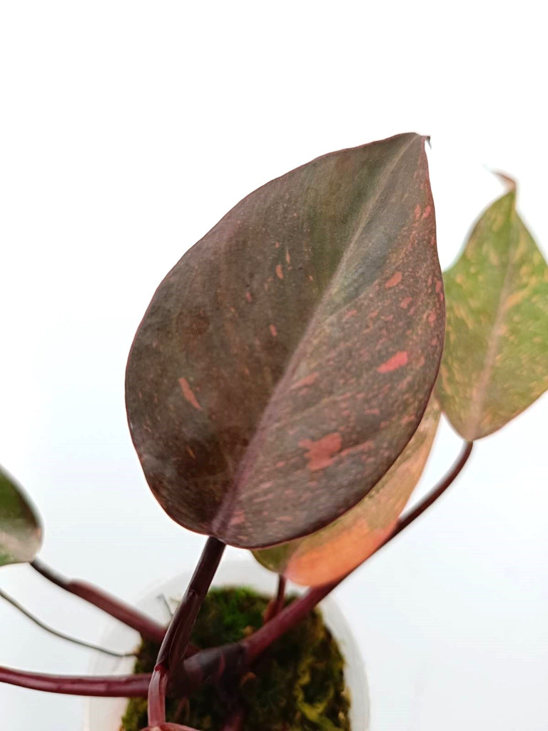 Philodendron orange princess variegata