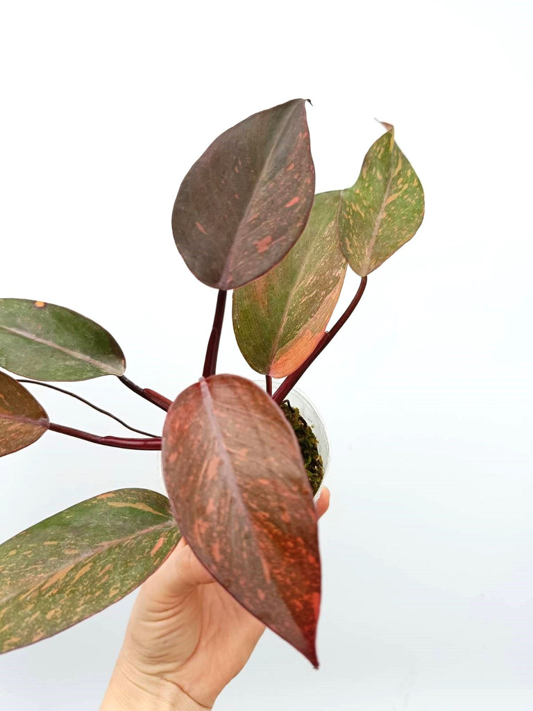 Philodendron orange princess variegata