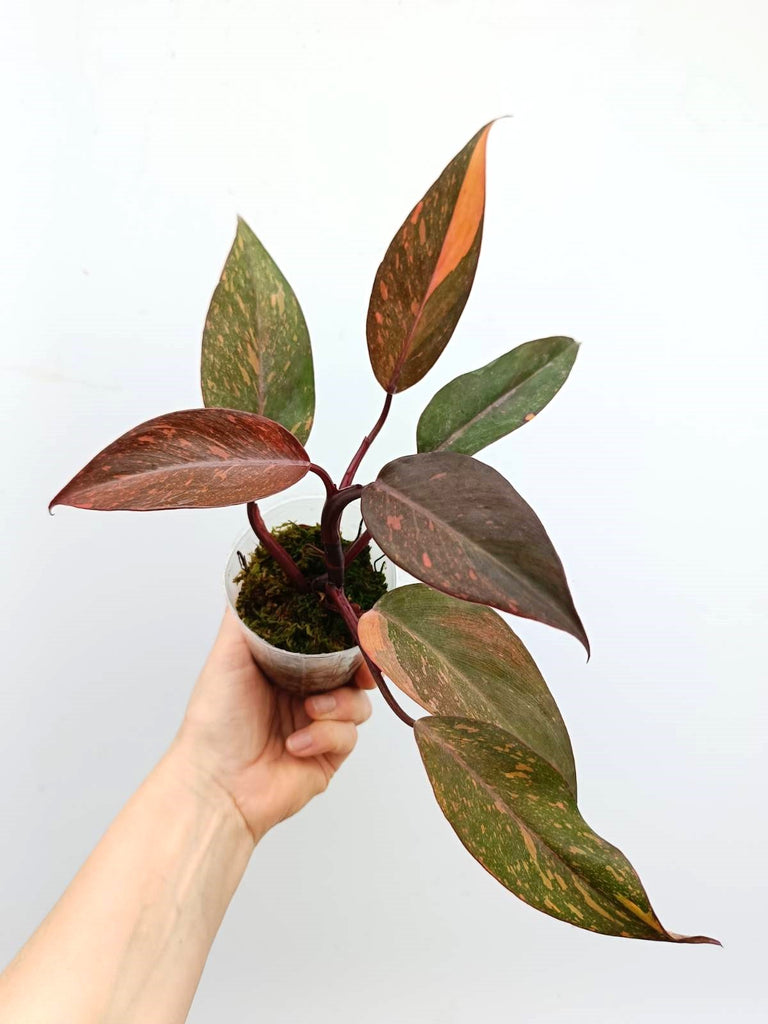 Philodendron orange princess variegata