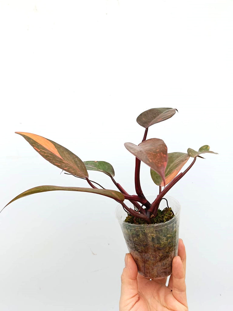 Philodendron orange princess variegata