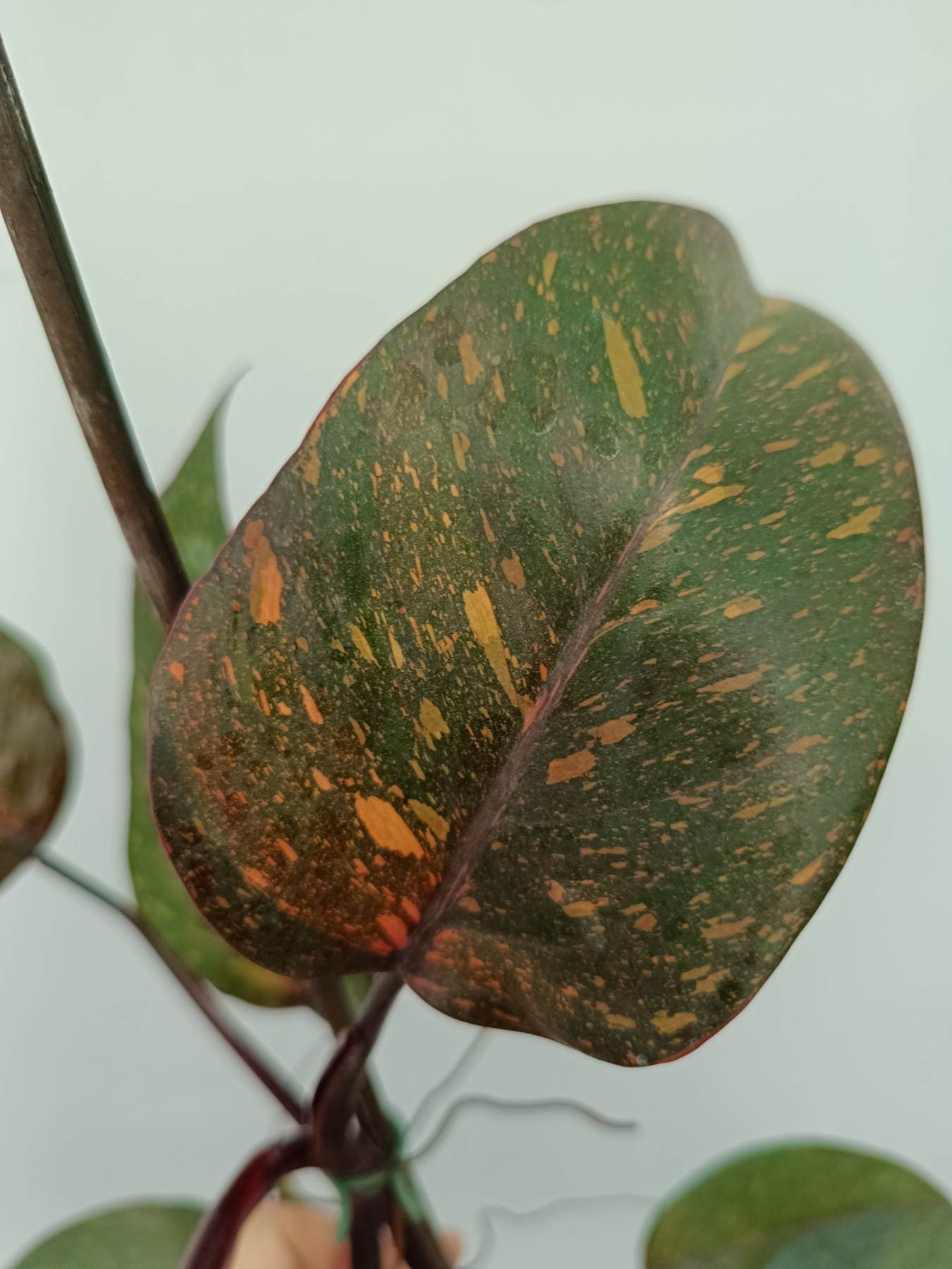 Philodendron orange princess