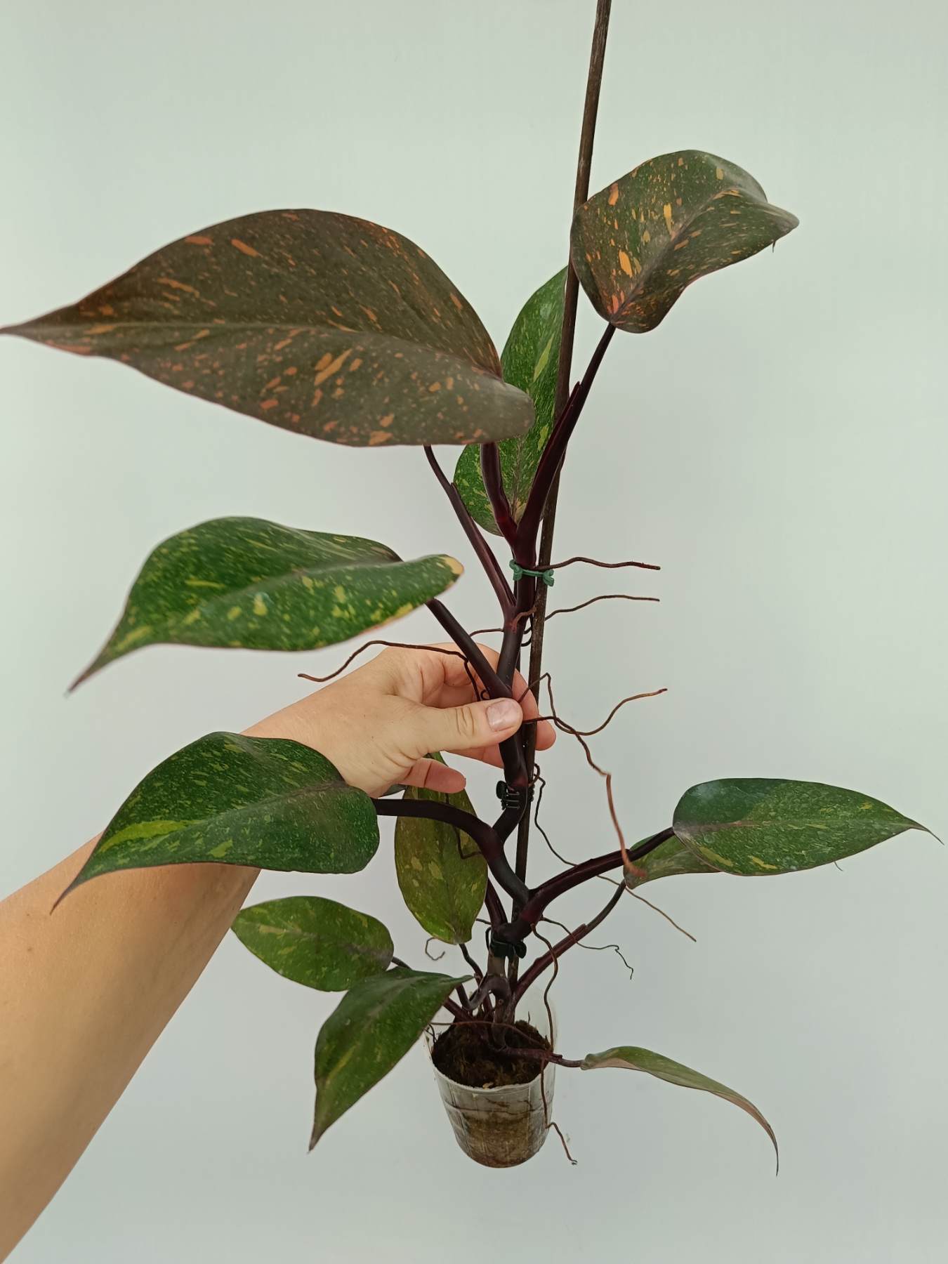 Philodendron orange princess