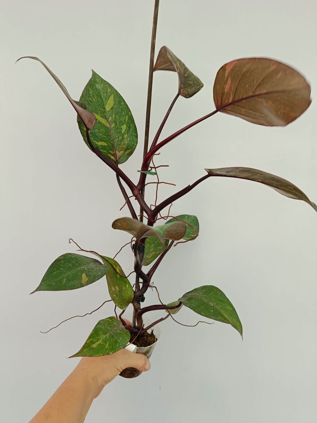 Philodendron orange princess