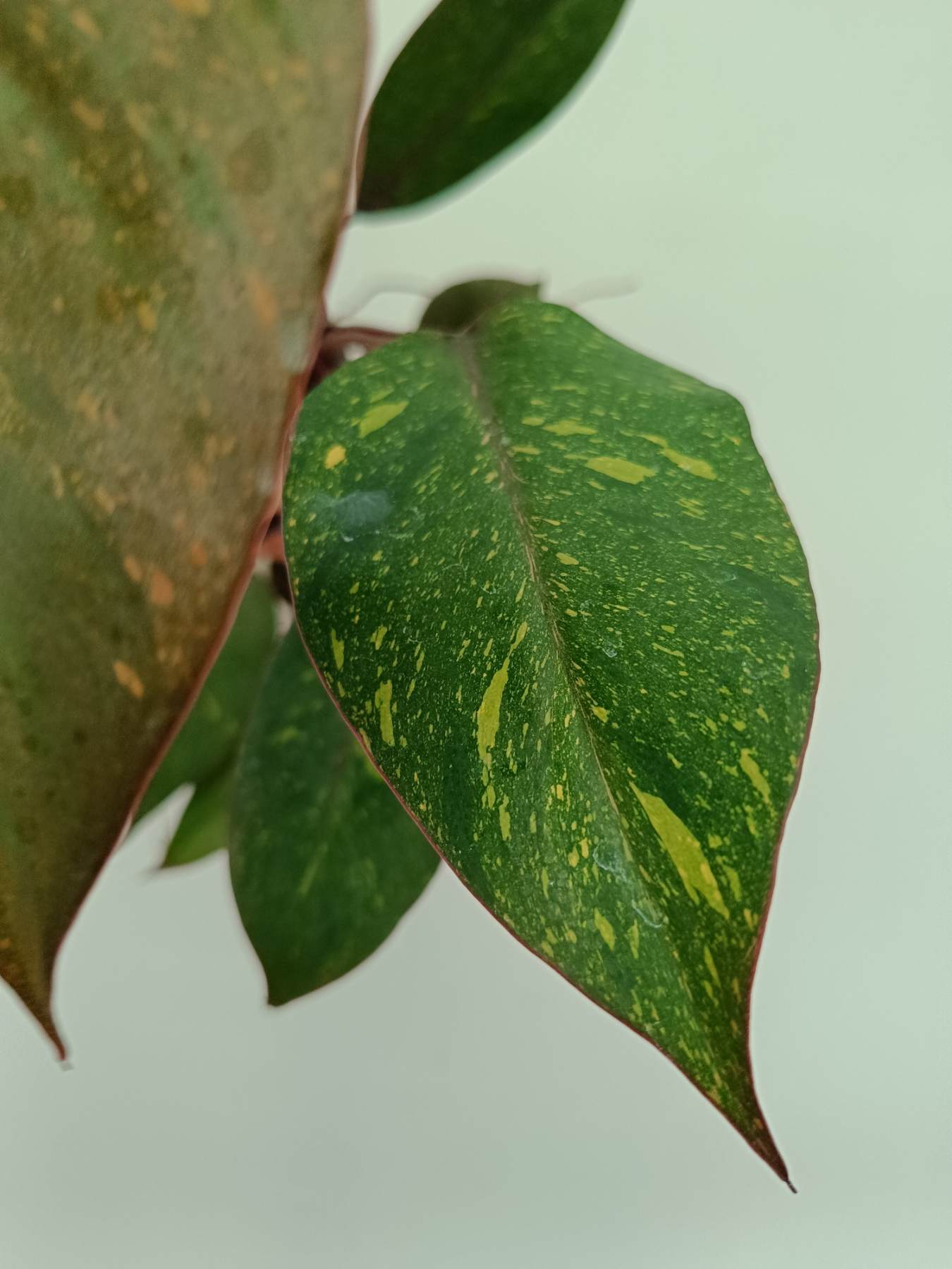 Philodendron orange princess