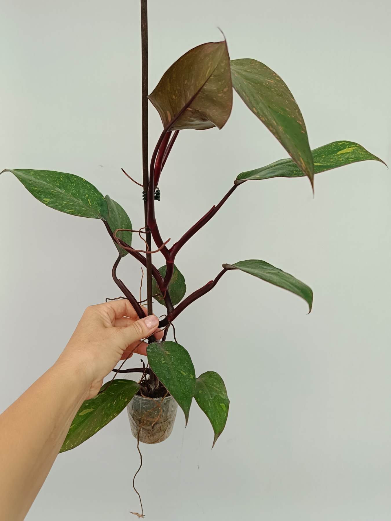 Philodendron orange princess