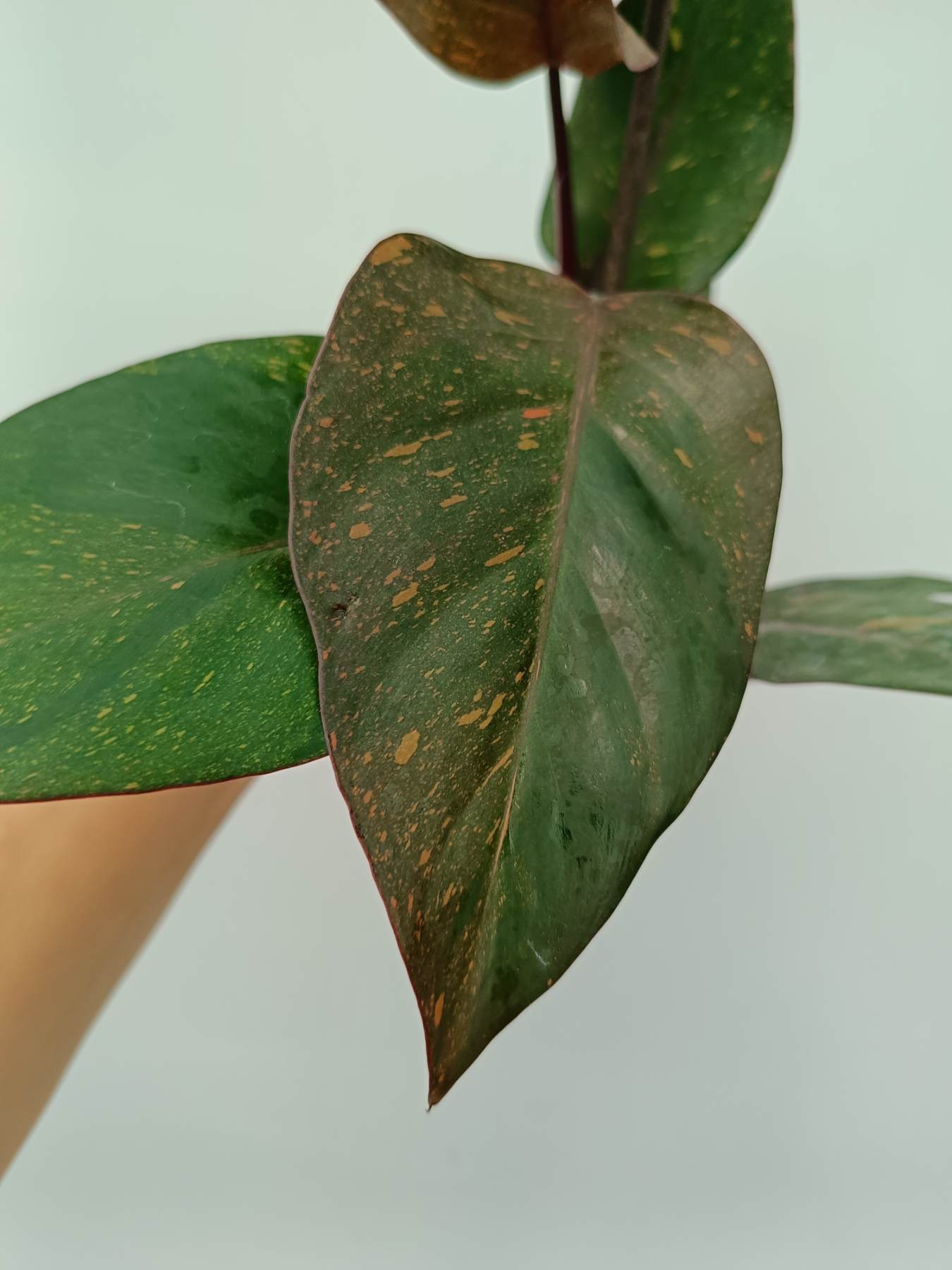 Philodendron orange princess