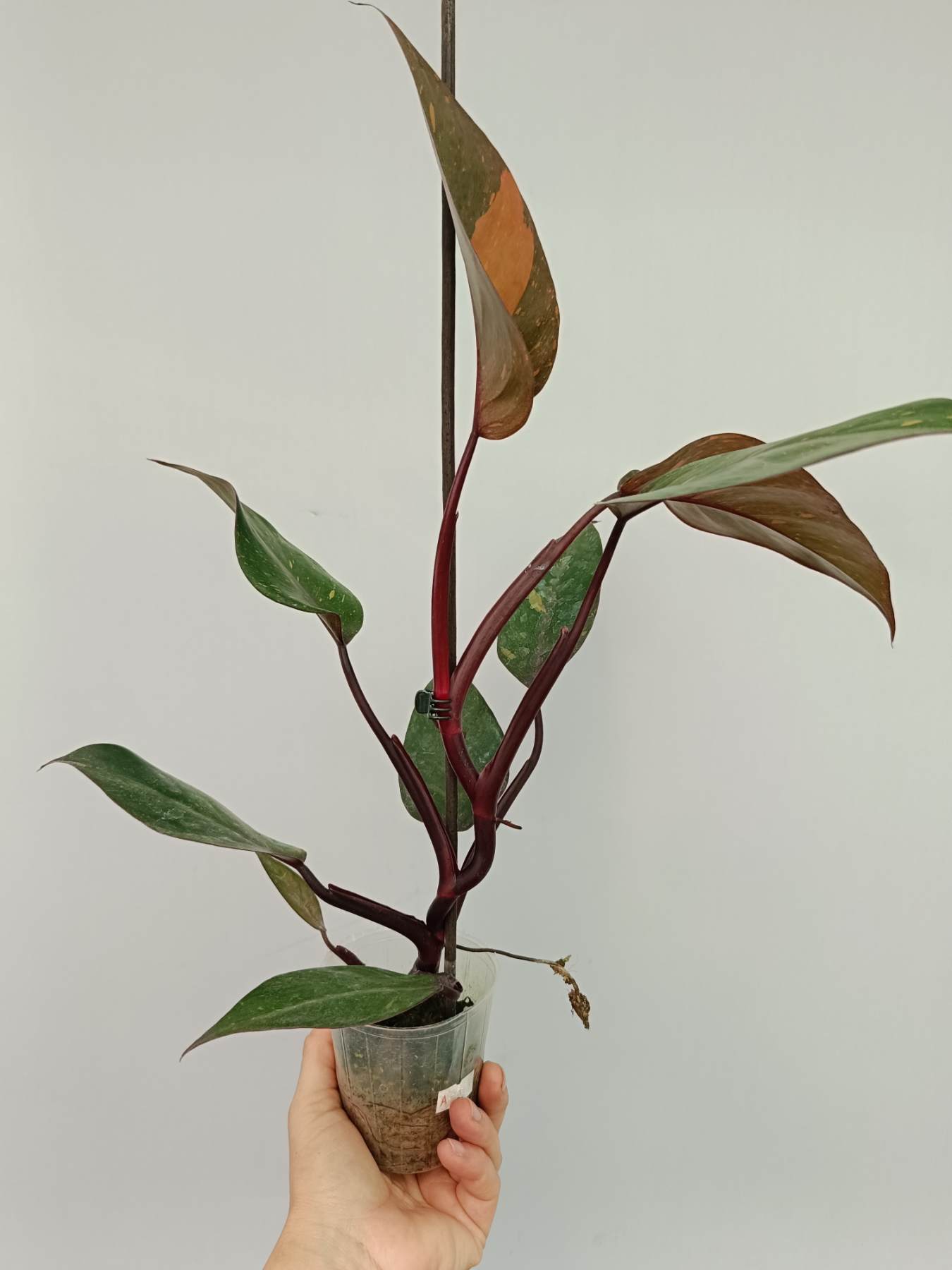 orange princess philodendron Philodendron Orange Princess Variegata