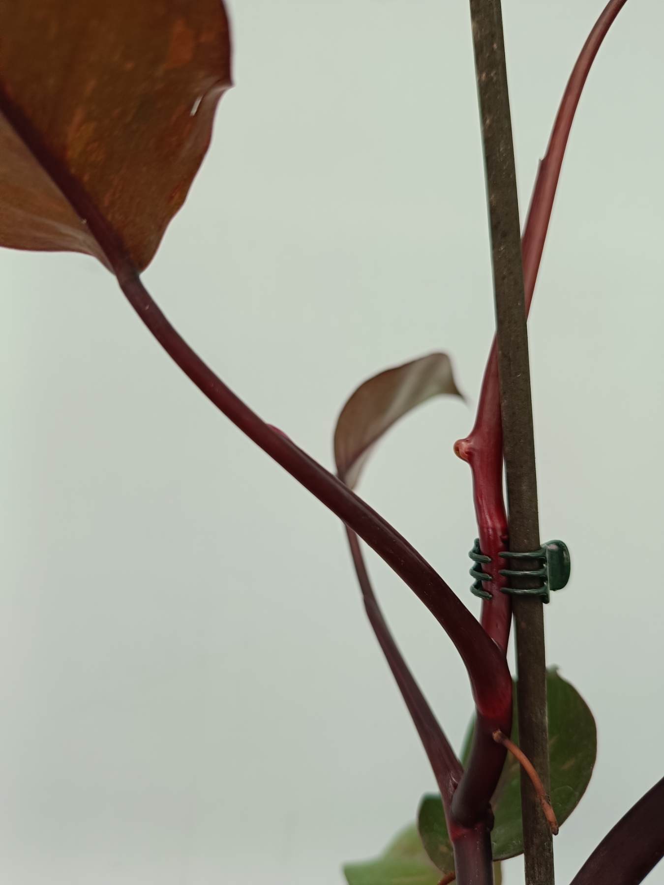 Philodendron orange princess