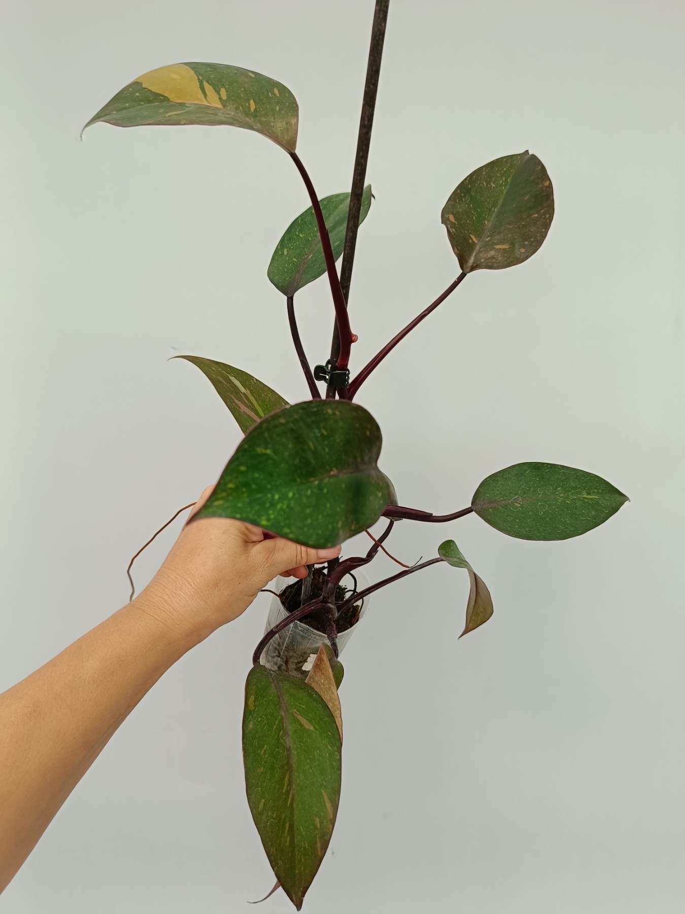 Philodendron orange princess