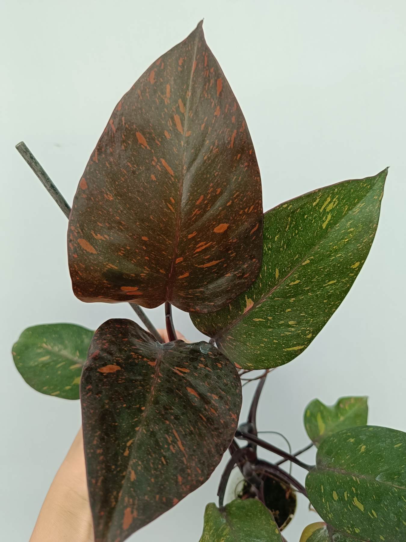 Philodendron orange princess