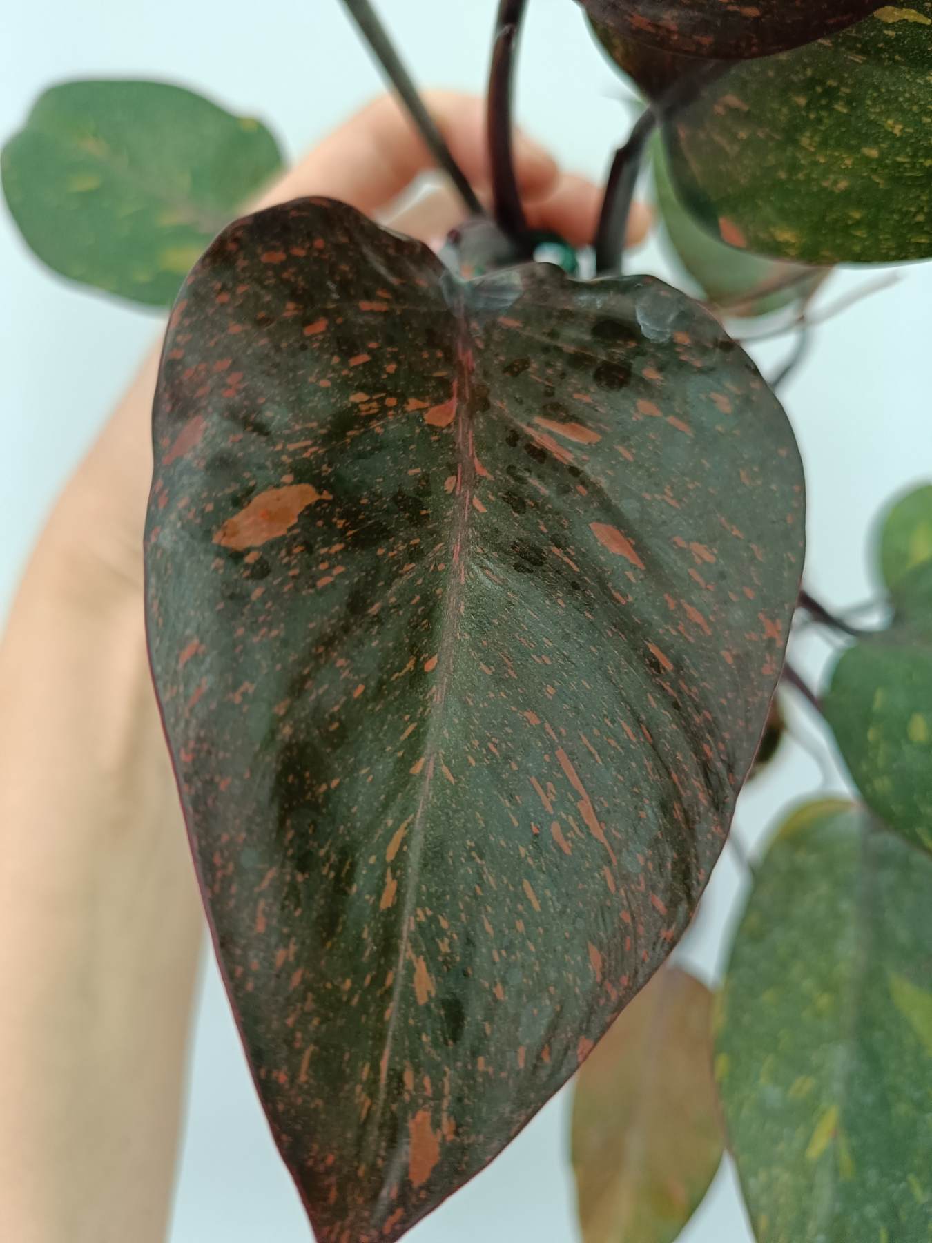 Philodendron orange princess