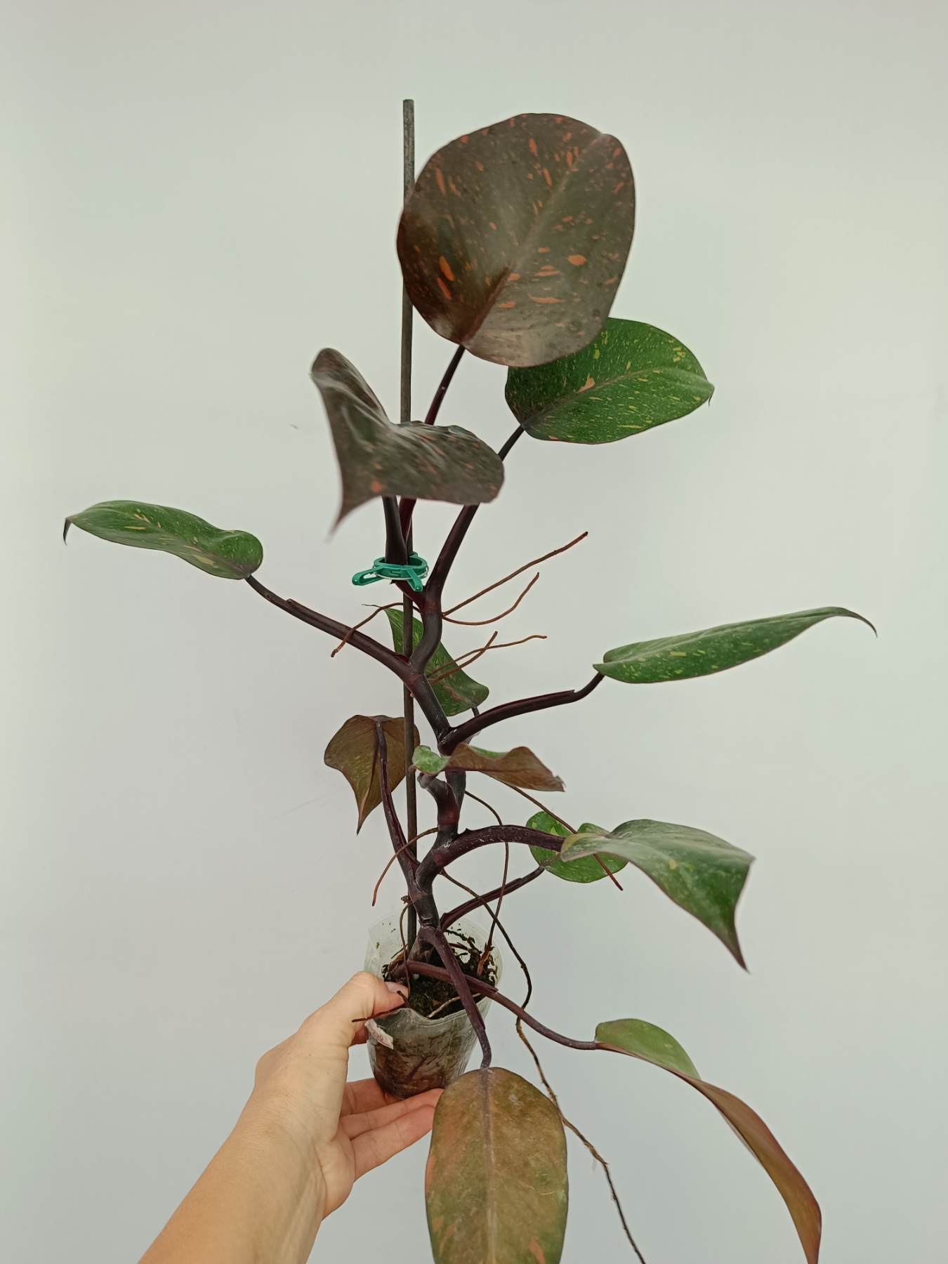 Philodendron orange princess