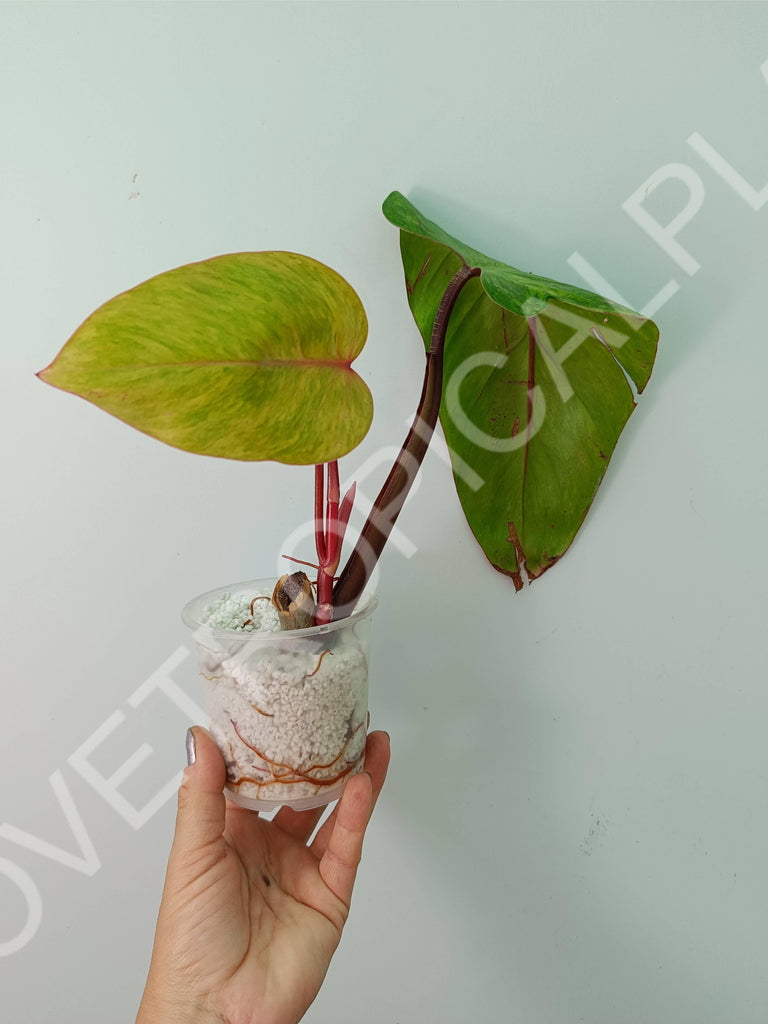 Philodendron painted lady
