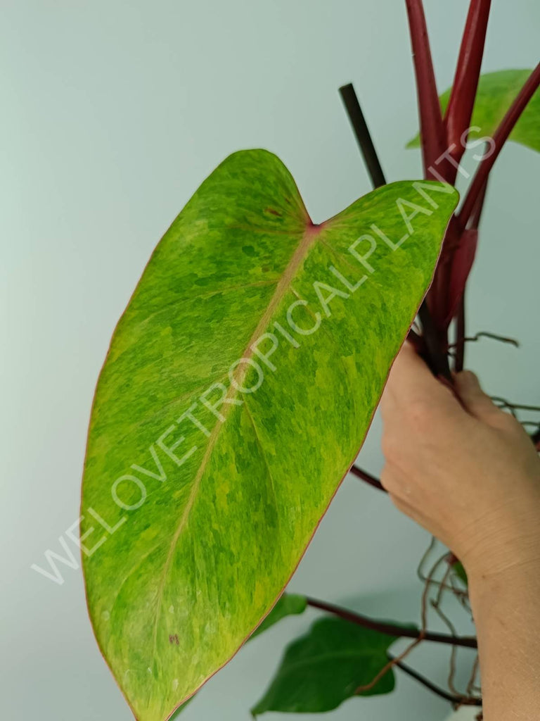 Philodendron painted lady XXL