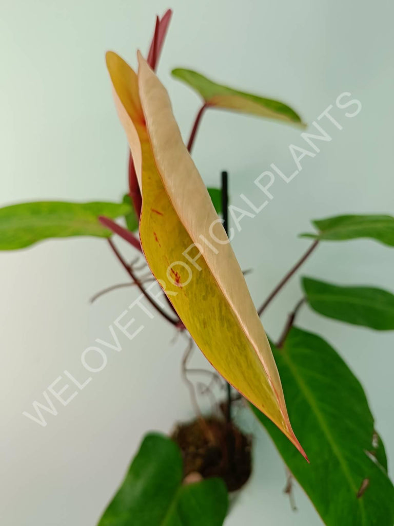 Philodendron painted lady XL