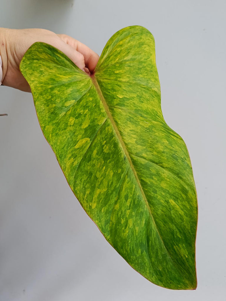 Philodendron painted lady