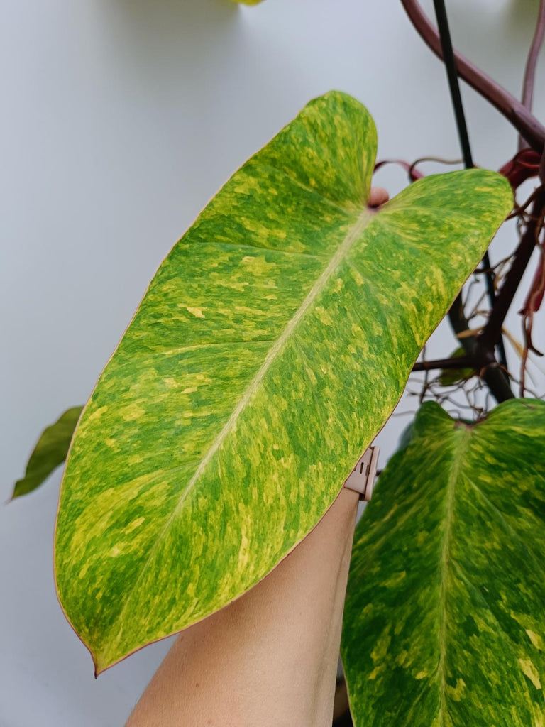 Philodendron painted lady