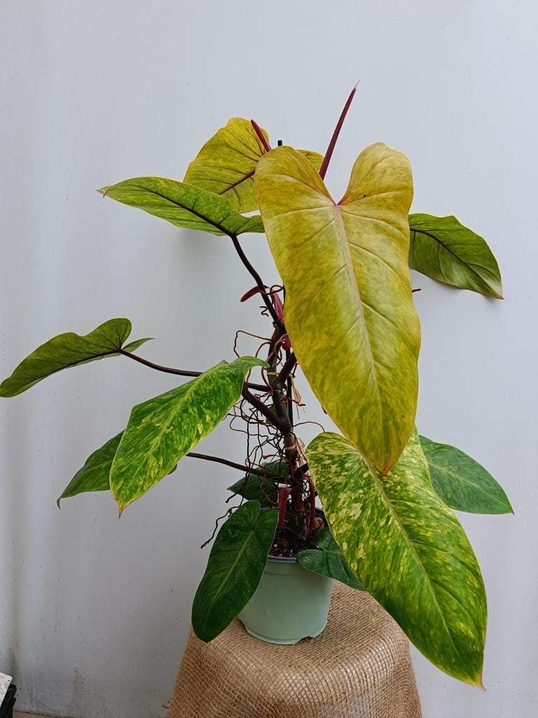 Philodendron painted lady