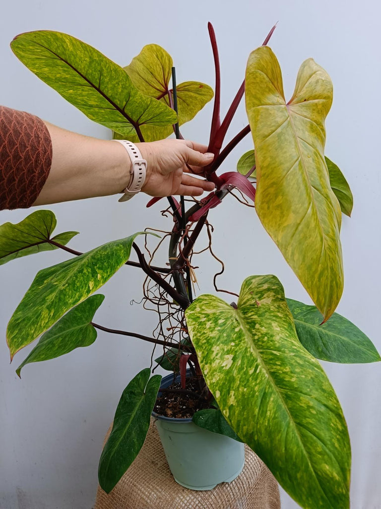 Philodendron painted lady