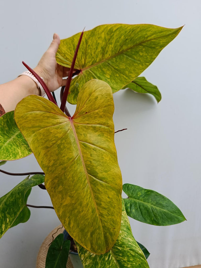 Philodendron painted lady