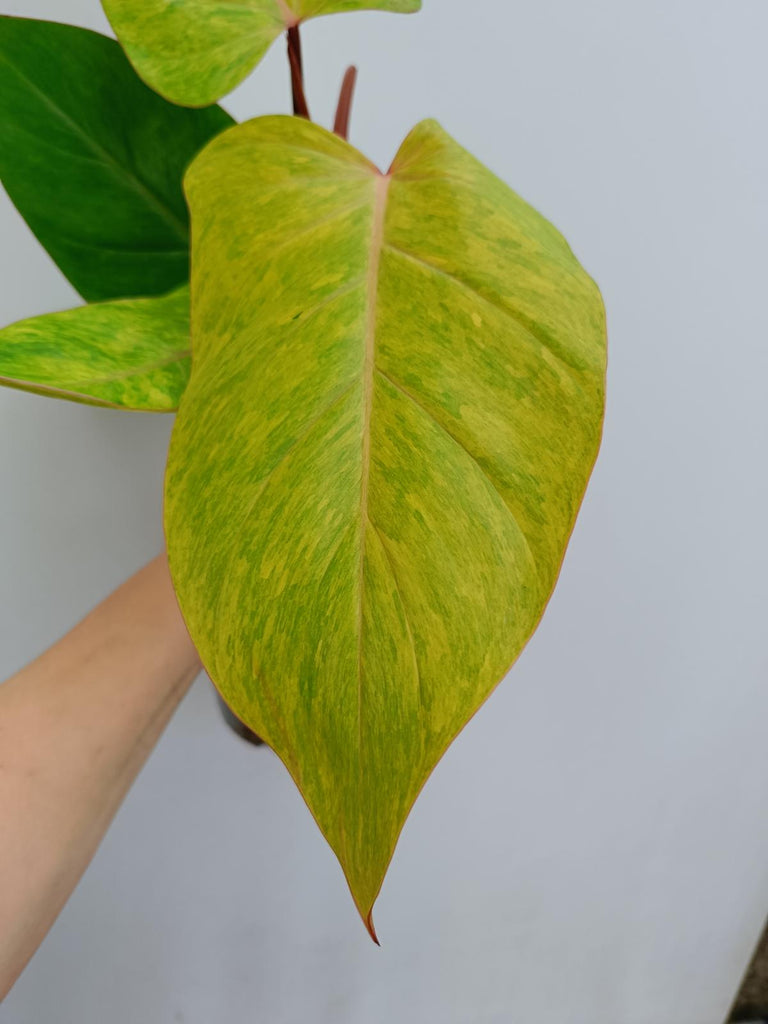 Philodendron painted lady