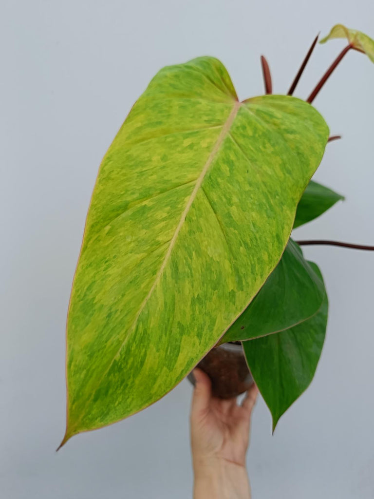 Philodendron painted lady