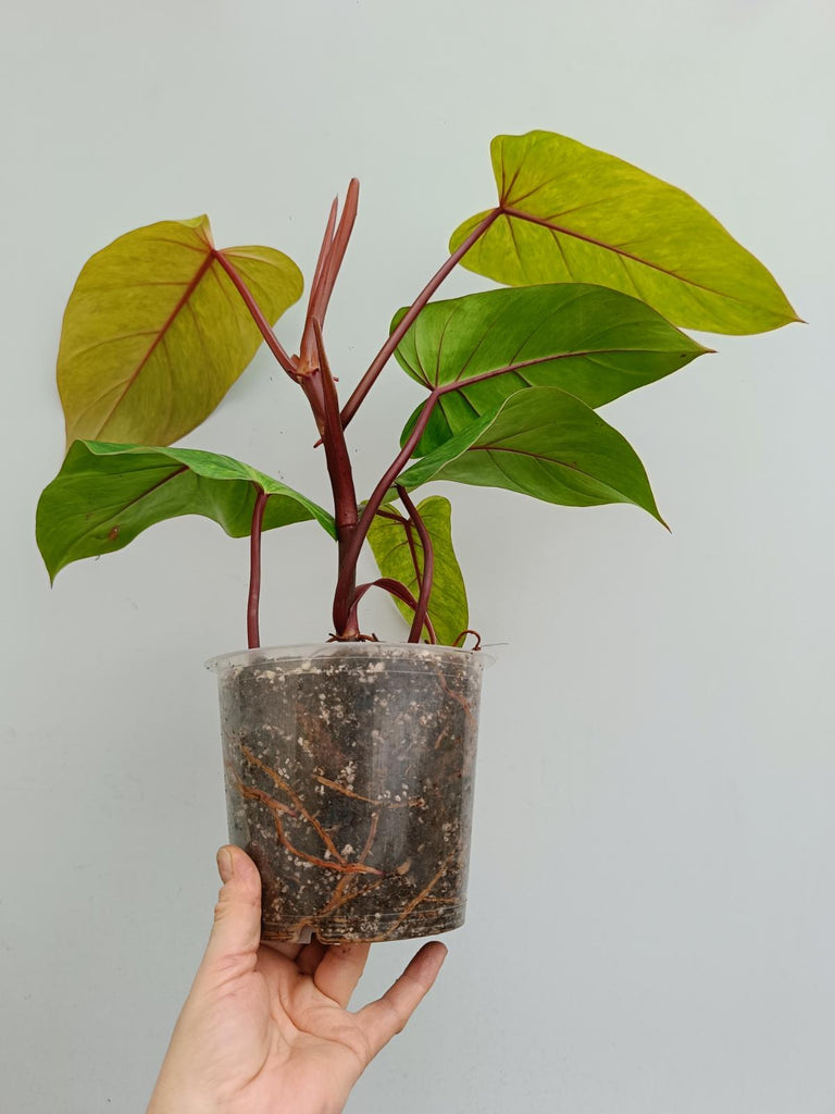 Philodendron painted lady