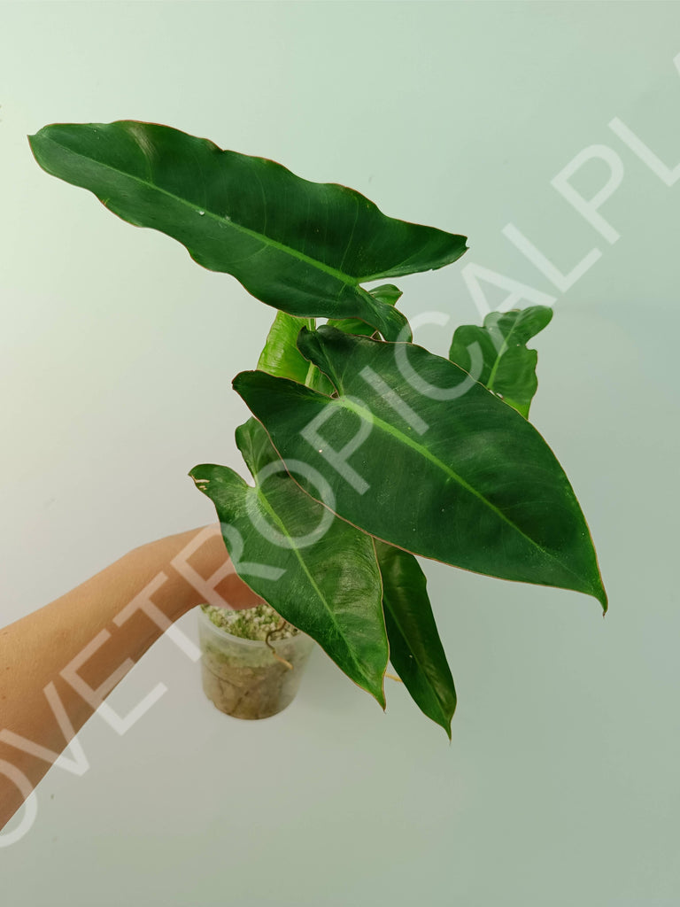 Philodendron paraiso verde