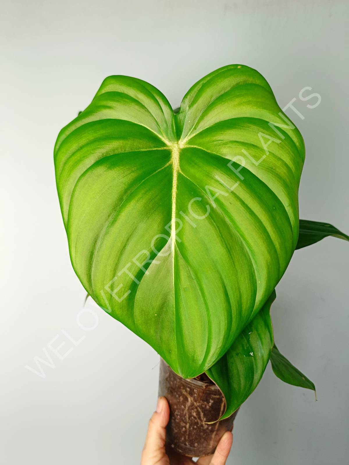 philodendron plowmanii vs pastazanum Philodendron pastazanum (young plant)