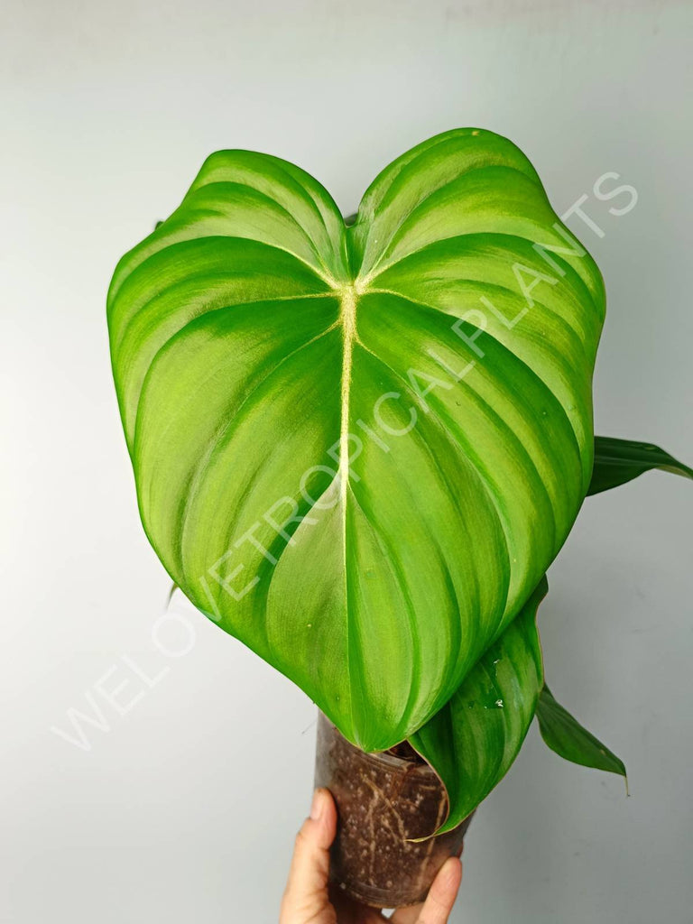 Philodendron pastazanum