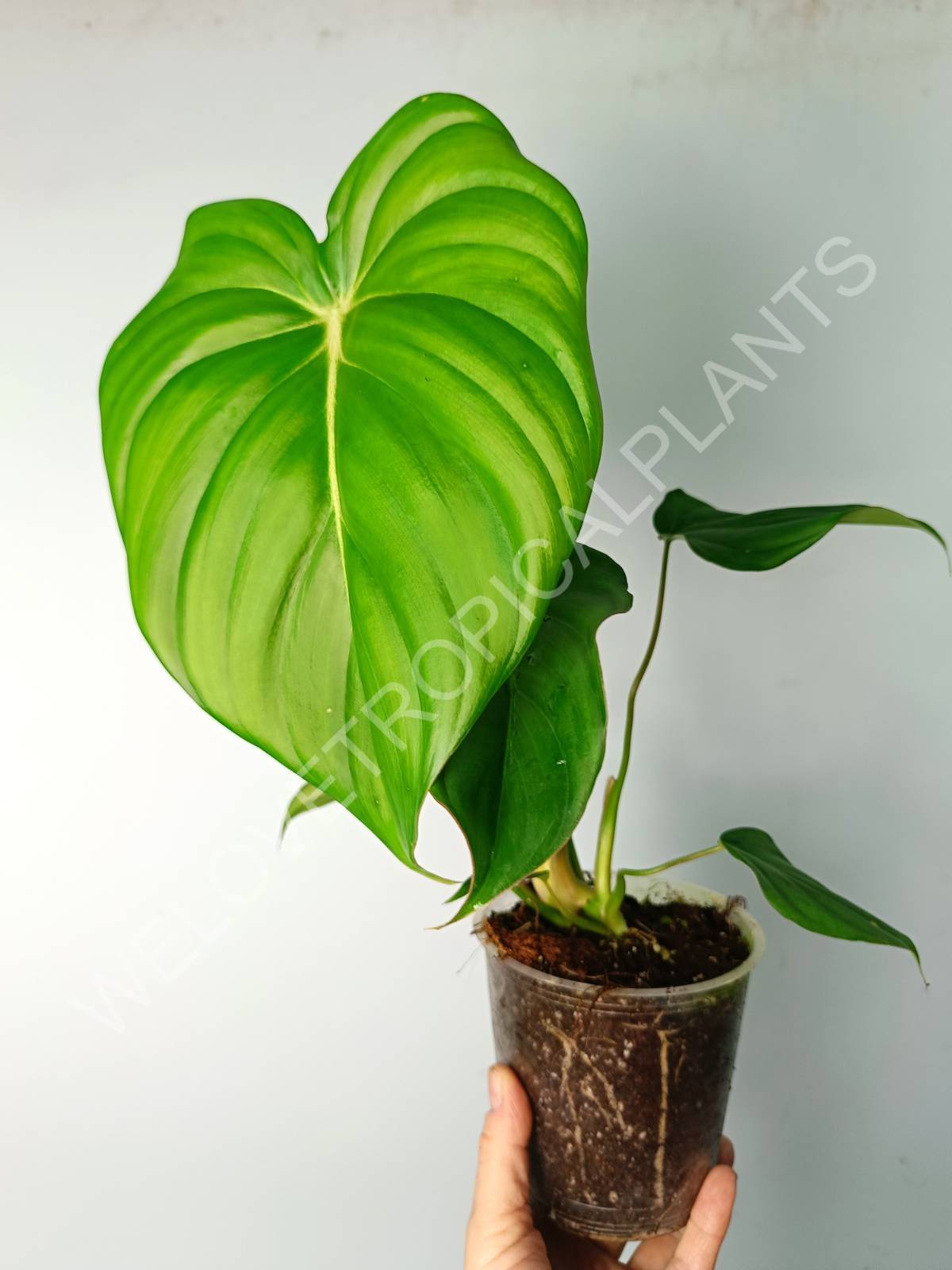 anthurium pastazanum Philodendron pastazanum (young plant)