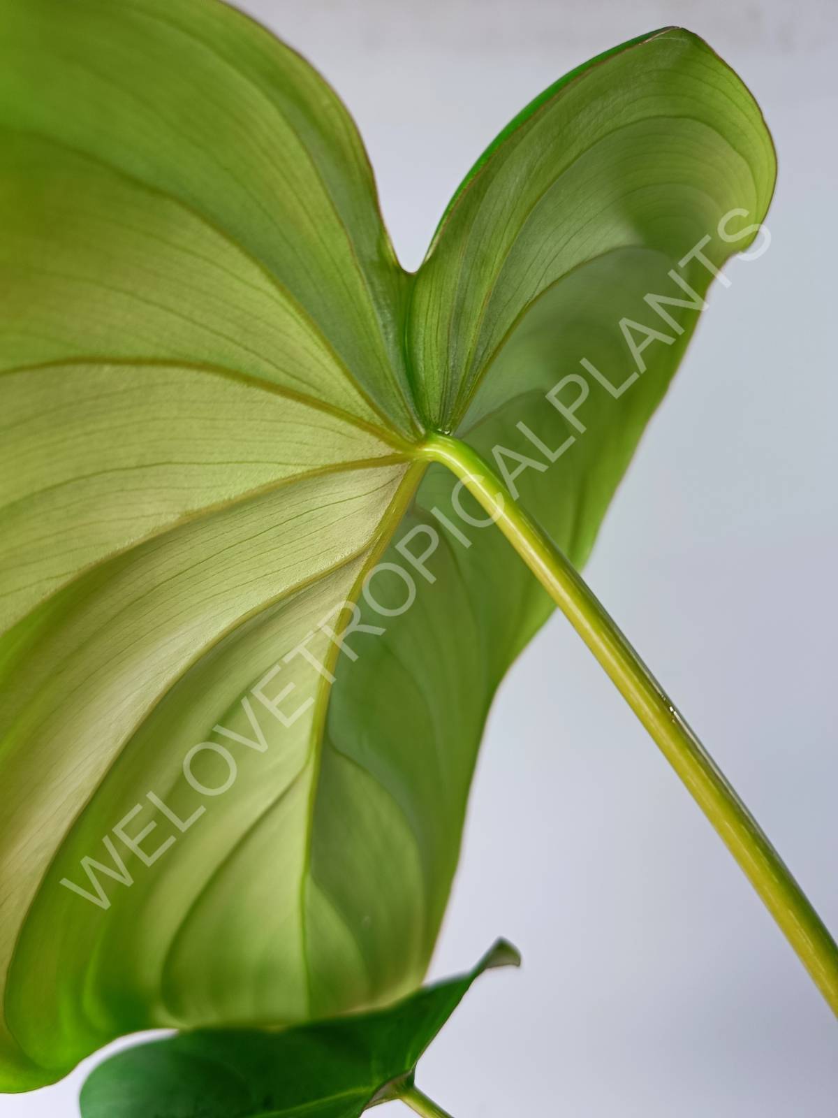 anthurium pastazanum Philodendron pastazanum (young plant)