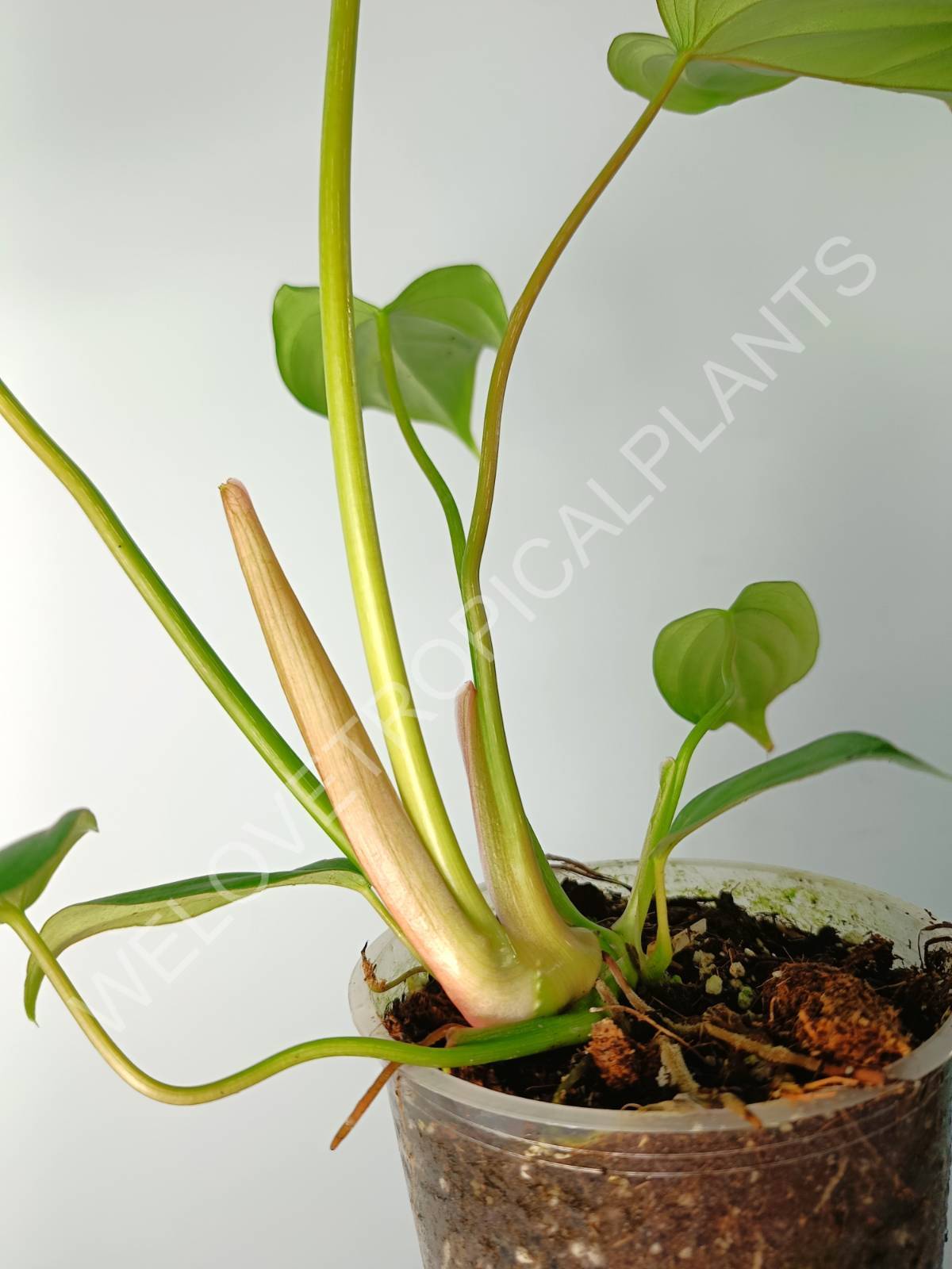 philodendron pastazanum white Philodendron pastazanum (young plant)