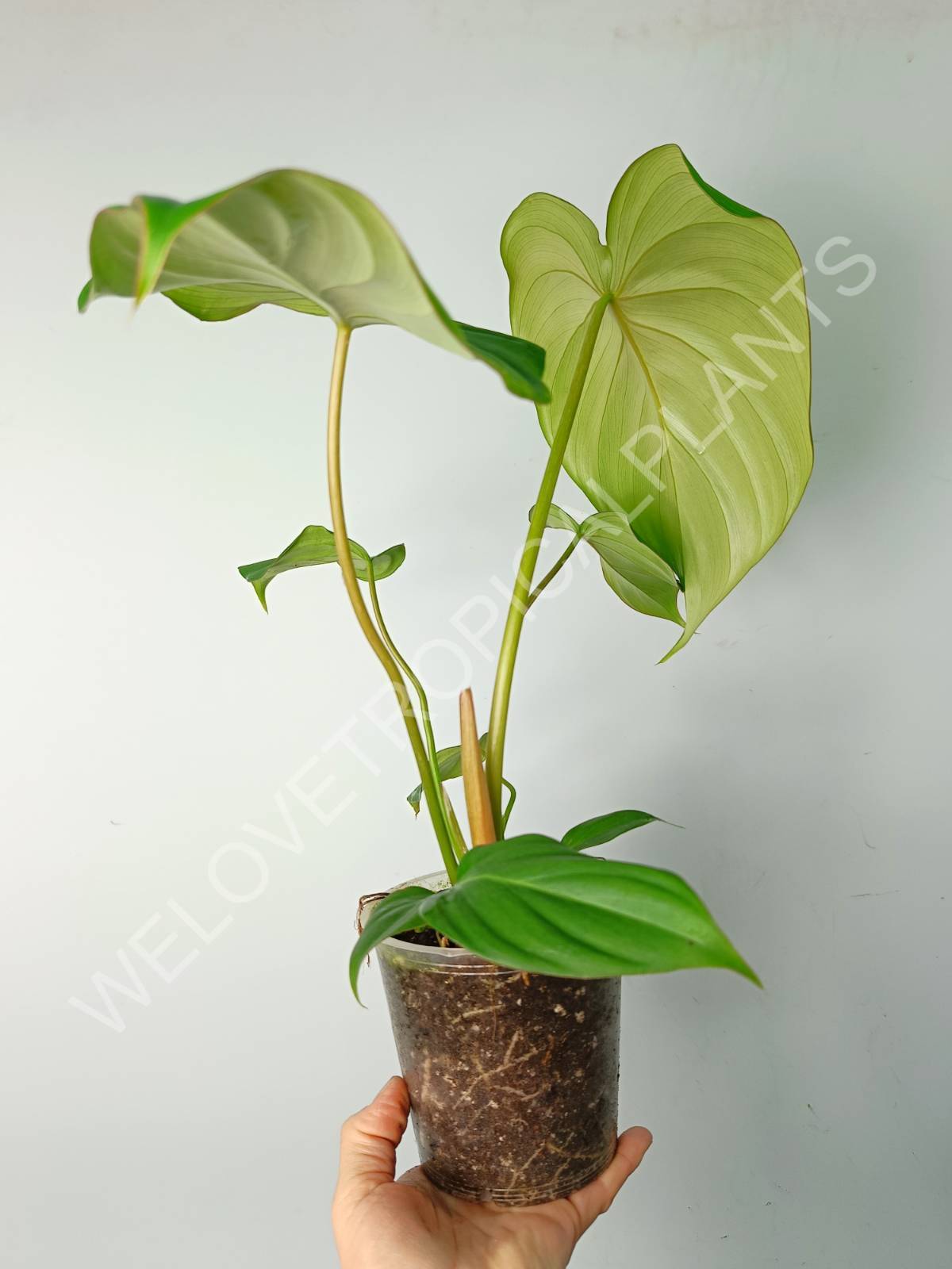 philodendron pastazanum white Philodendron pastazanum (young plant)
