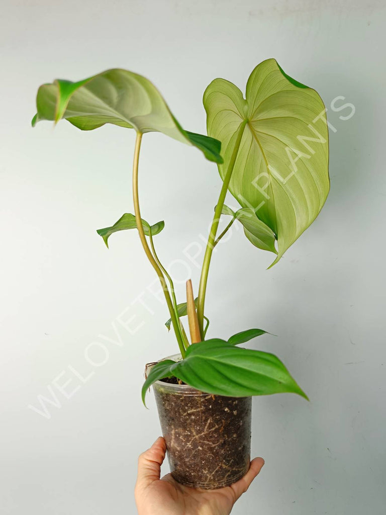 Philodendron pastazanum