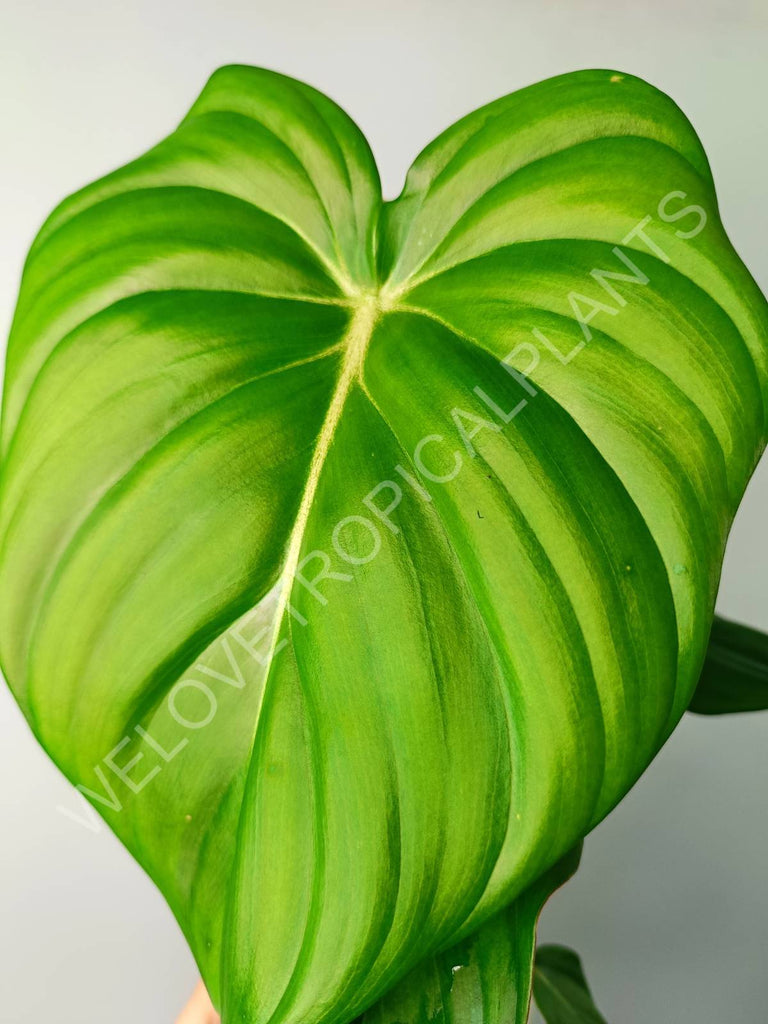 Philodendron pastazanum