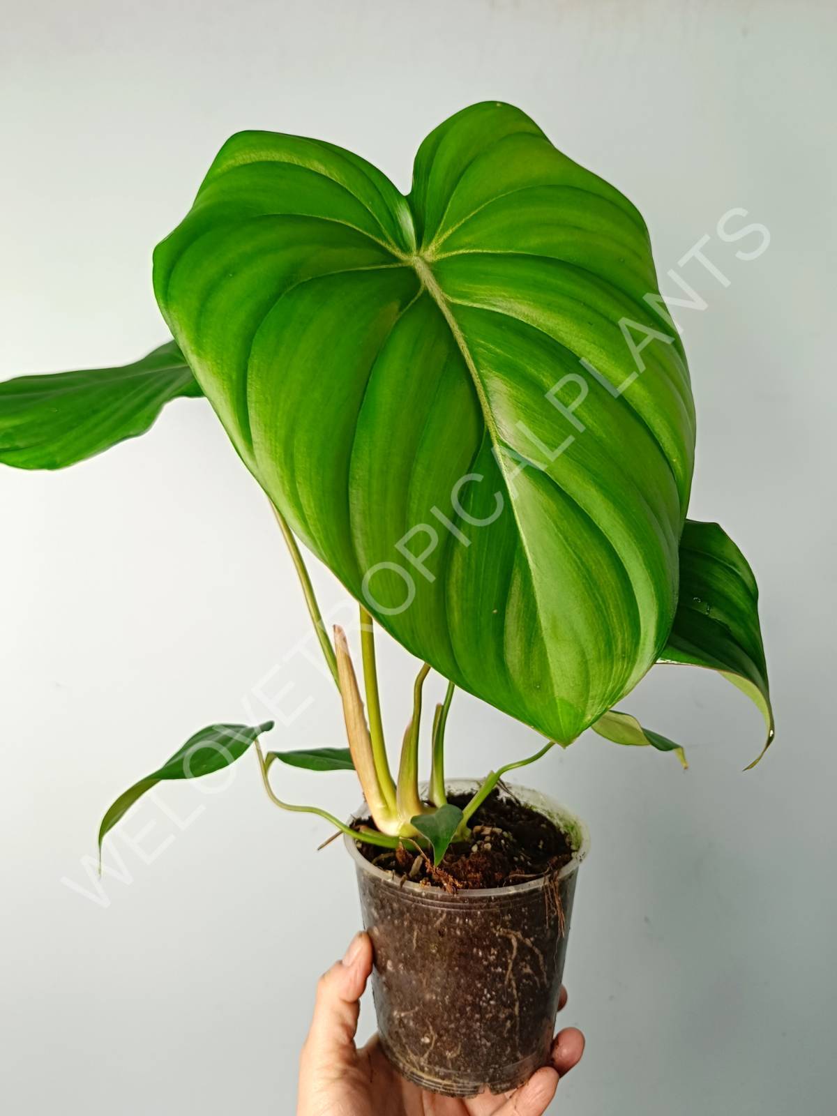 pasta plant philodendron Philodendron pastazanum (young plant)