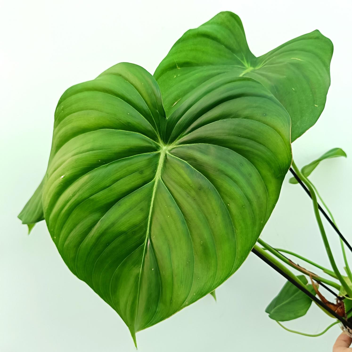 Philodendron pastazanum 8
