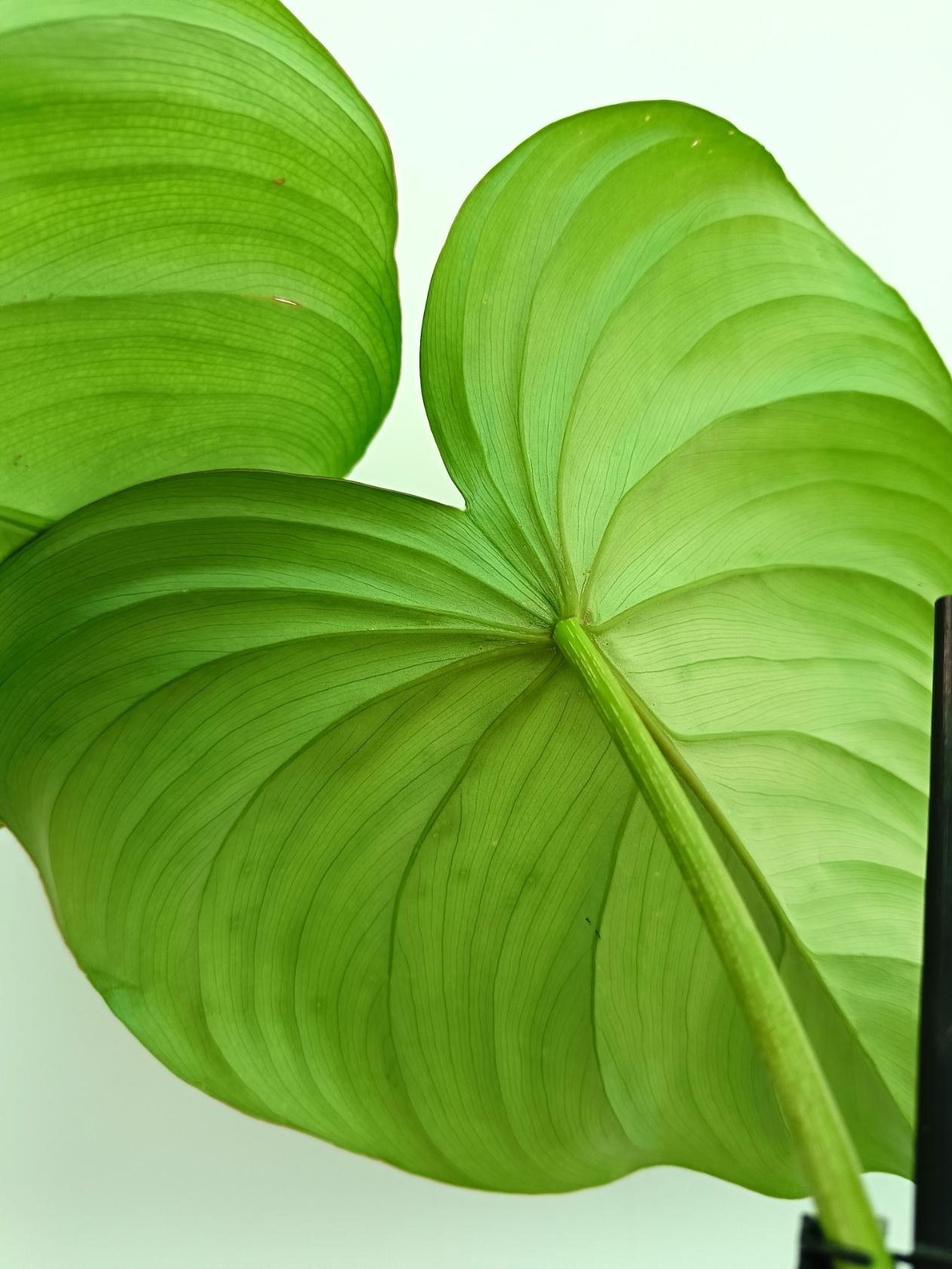 Philodendron pastazanum 9