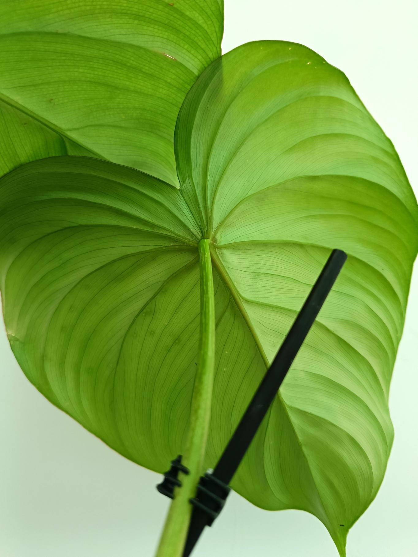 Philodendron pastazanum 10
