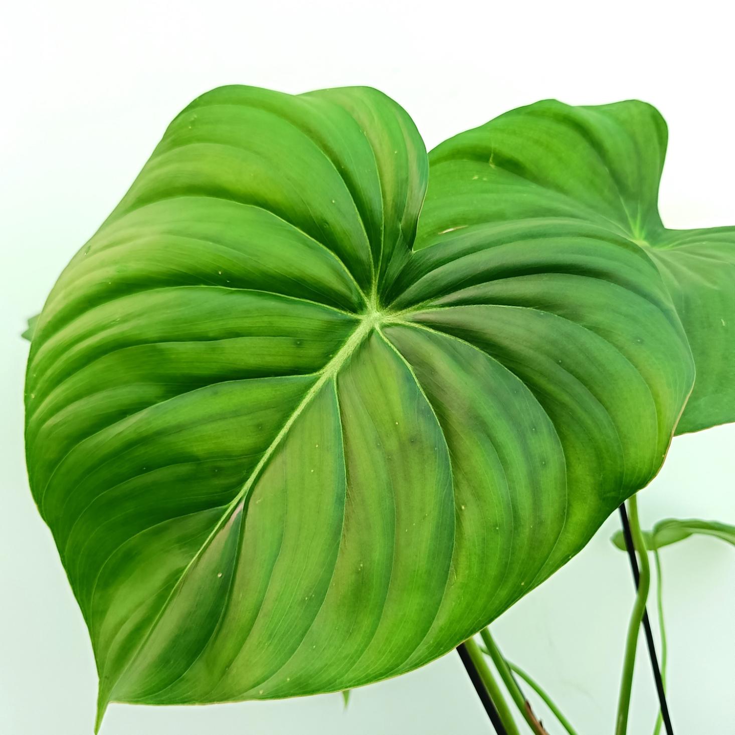 Philodendron pastazanum 2