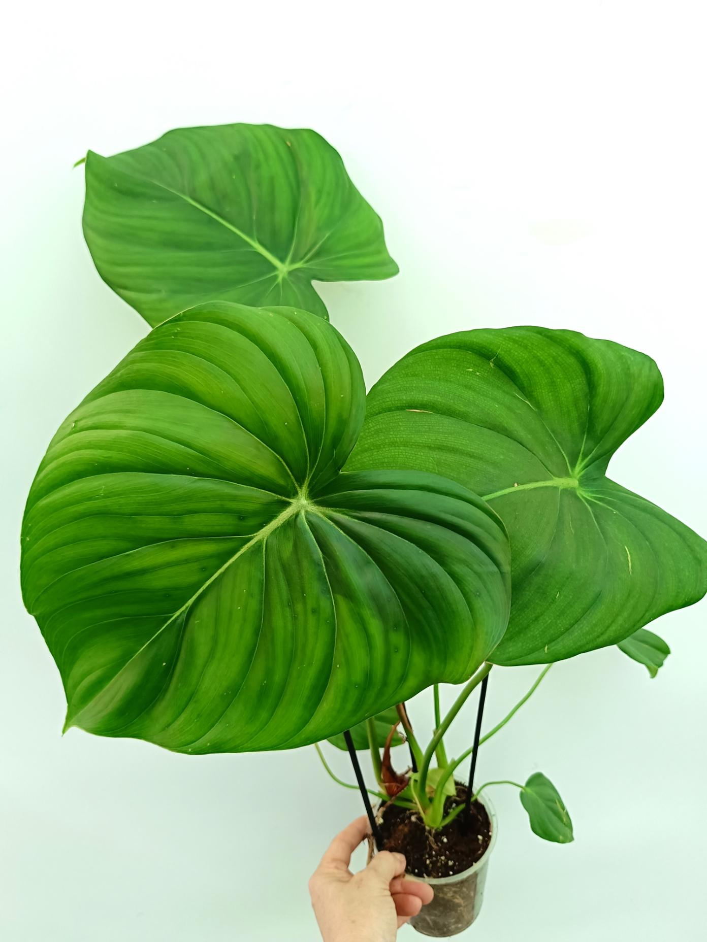 Philodendron pastazanum 3